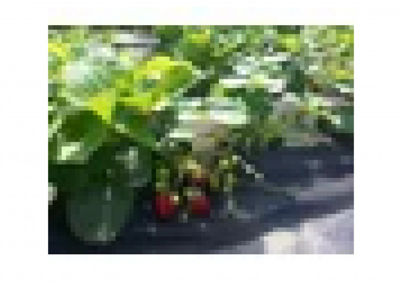 Укрывной материал черный 1,6х10 №60 АГРОТЕКС